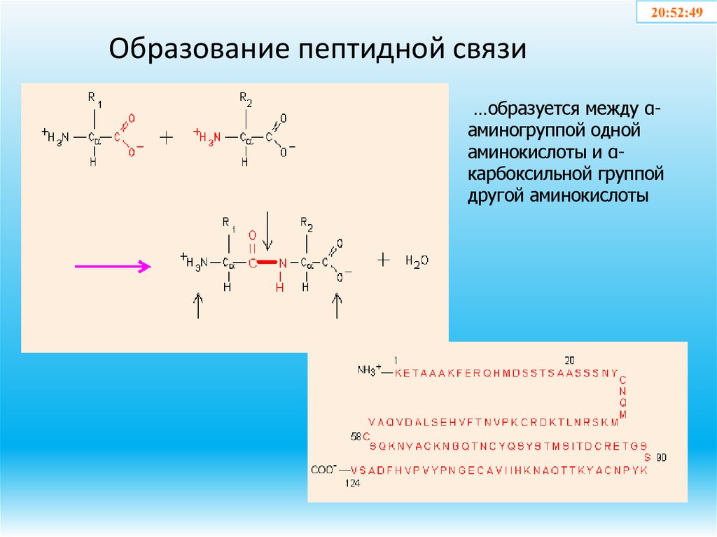 Образование пептидной связи