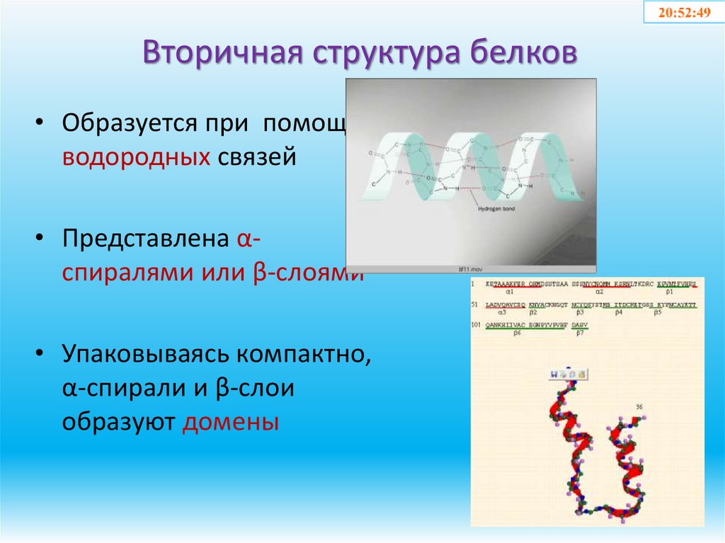 Вторичная структура белков