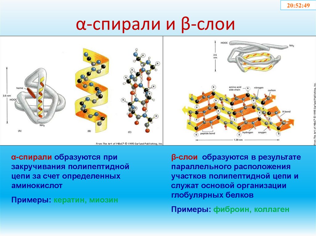 α-спирали и β-слои