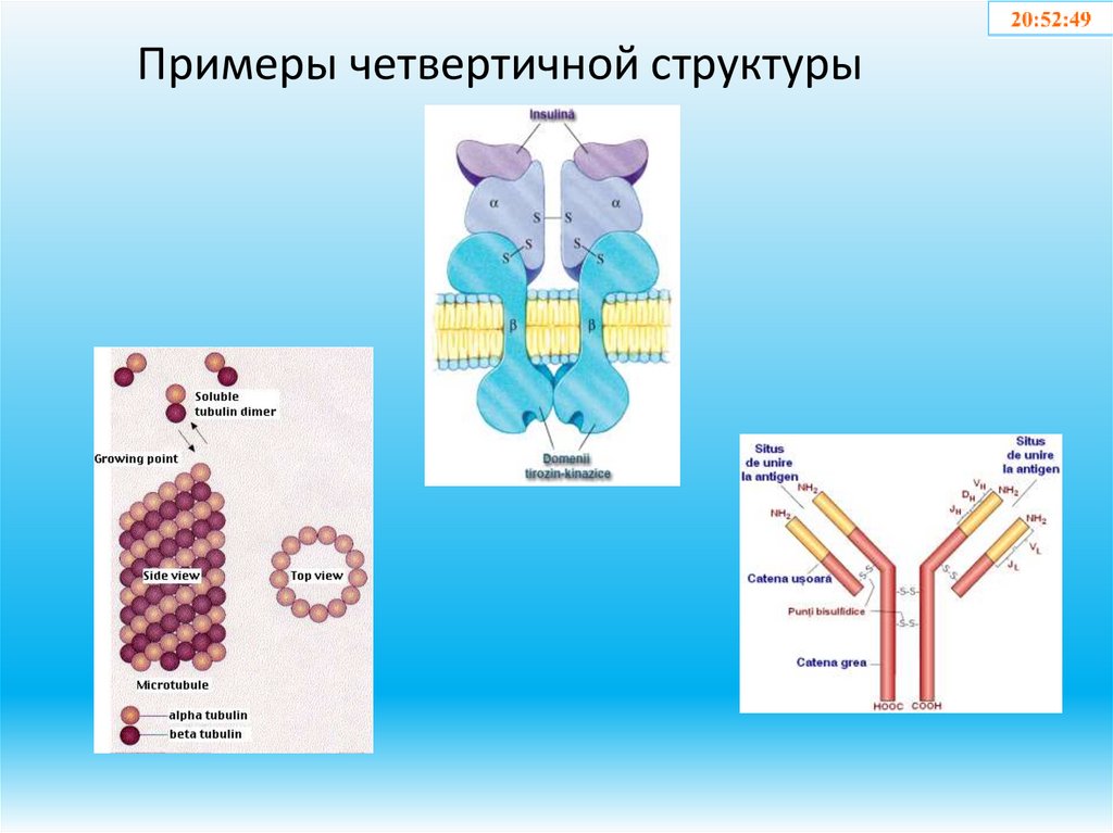 Примеры четвертичной структуры