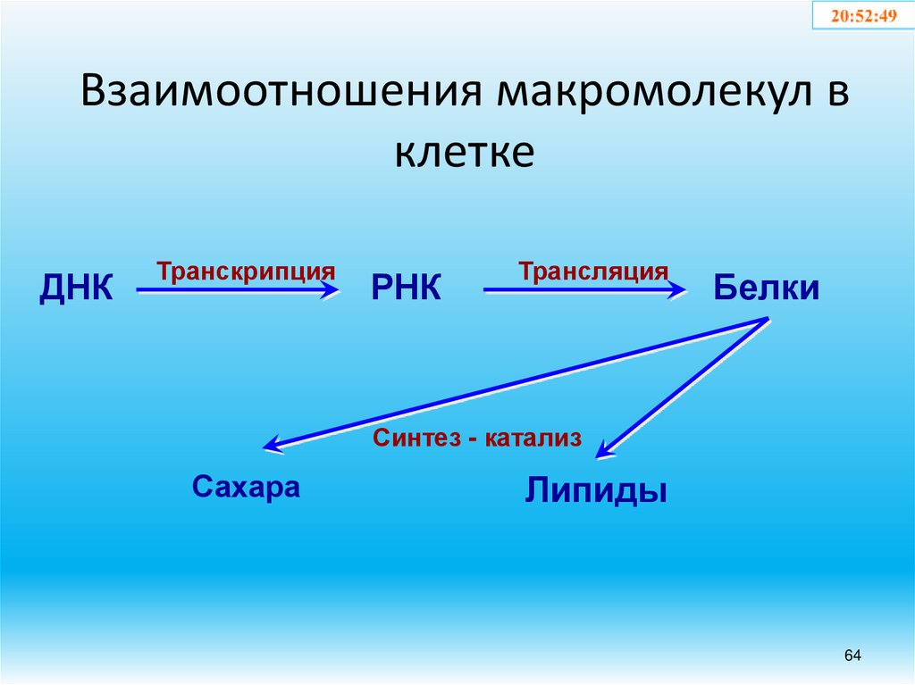 Взаимоотношения макромолекул в клетке