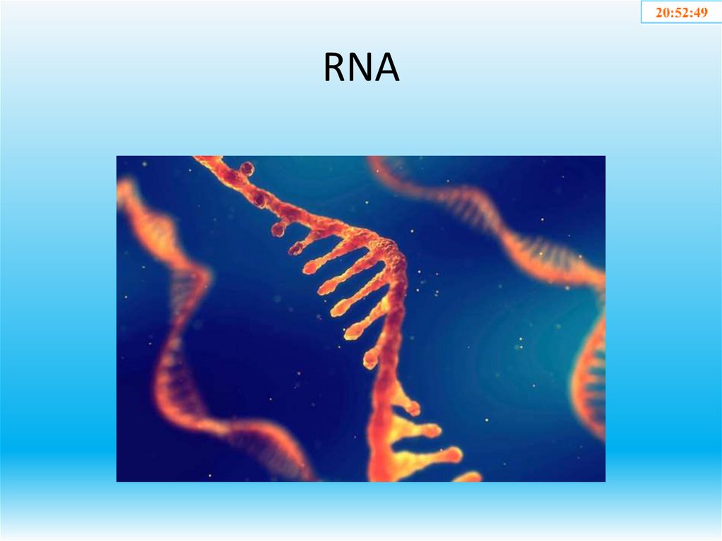 RNA