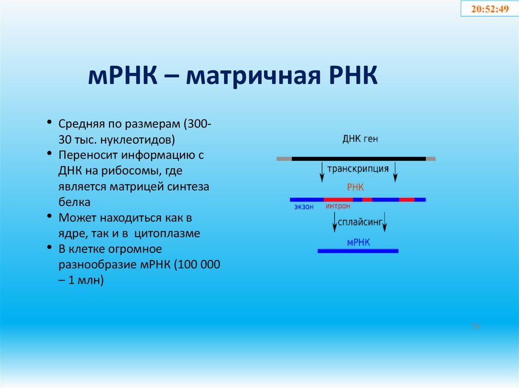 мРНК – матричная РНК