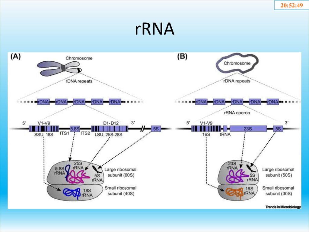 rRNA