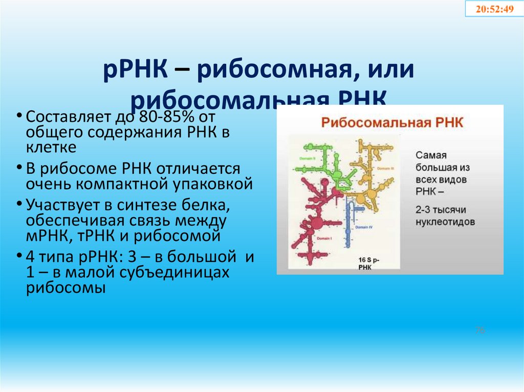 рРНК – рибосомная, или рибосомальная РНК