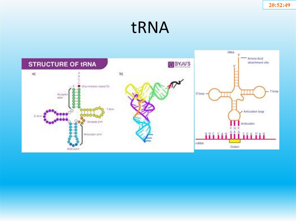 tRNA