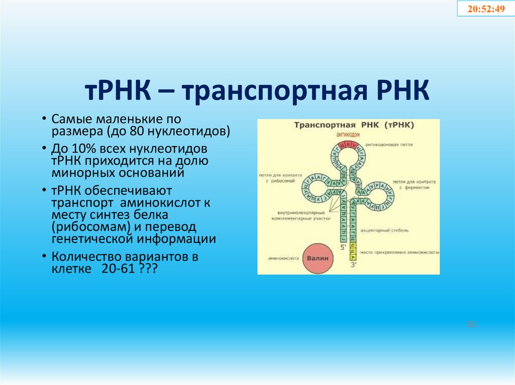тРНК – транспортная РНК