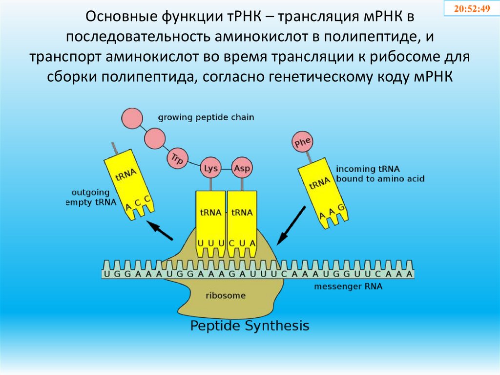 Основные функции тРНК – трансляция мРНК в последовательность аминокислот в полипептиде, и транспорт аминокислот во время