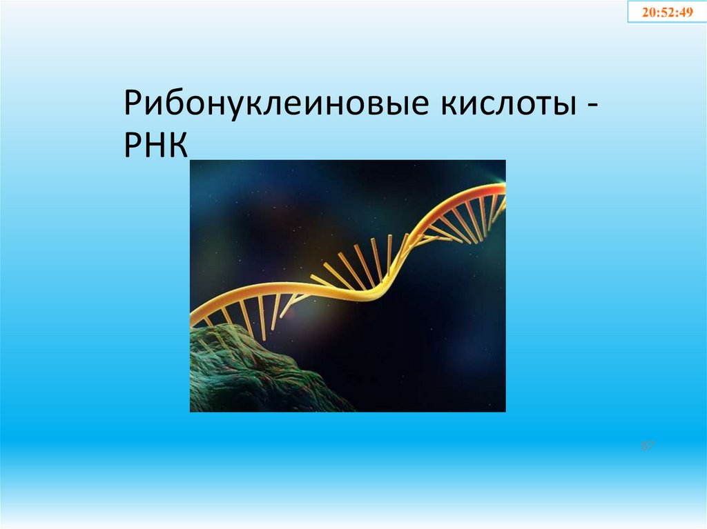 Рибонуклеиновые кислоты - РНК