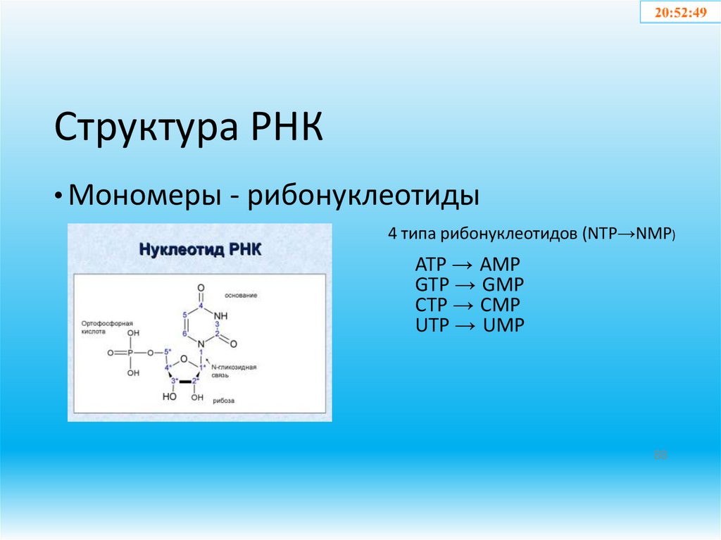 Структура РНК