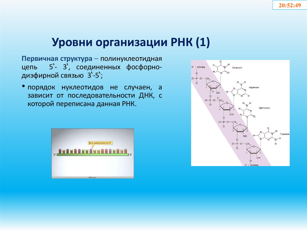 Уровни организации РНК (1)