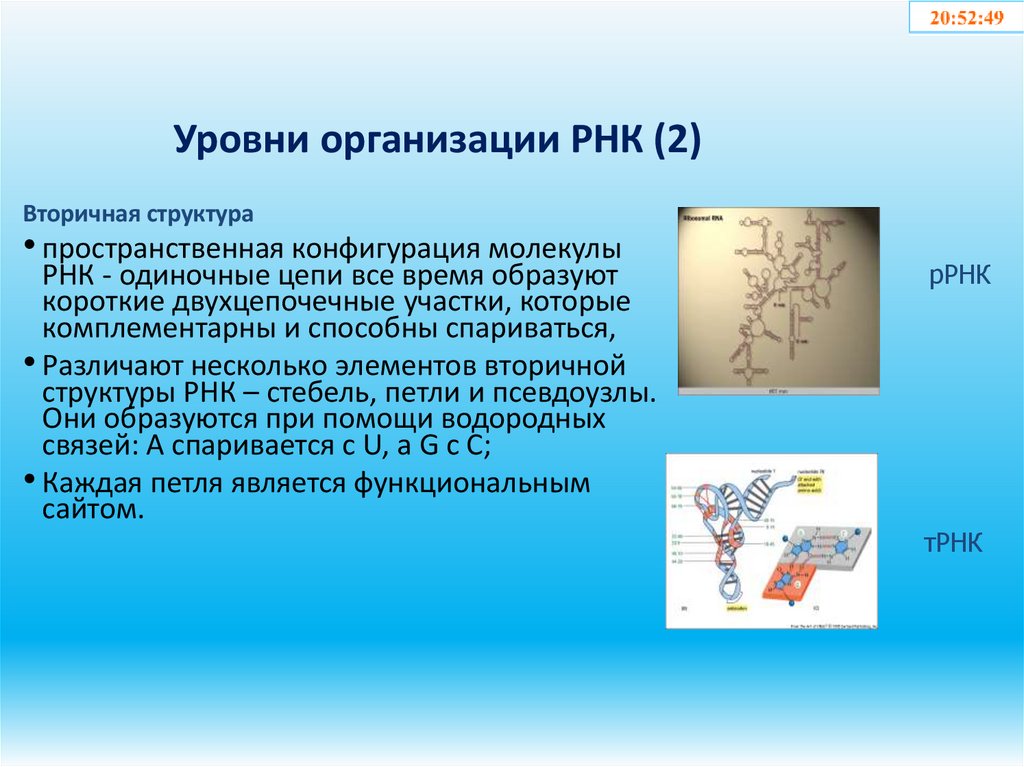 Уровни организации РНК (2)