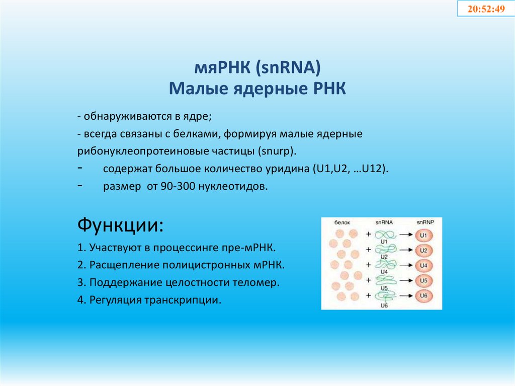мяРНК (snRNA) Малые ядерные РНК