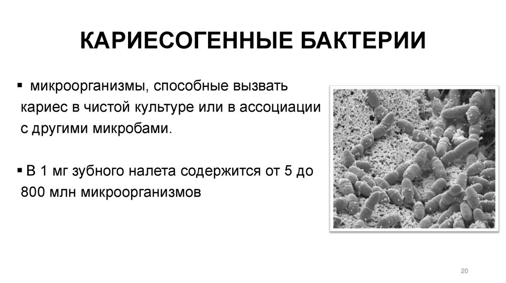 КАРИЕСОГЕННЫЕ БАКТЕРИИ