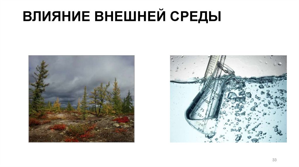 ВЛИЯНИЕ ВНЕШНЕЙ СРЕДЫ