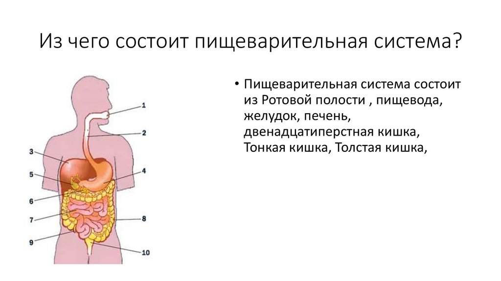 Из чего состоит пищеварительная система?