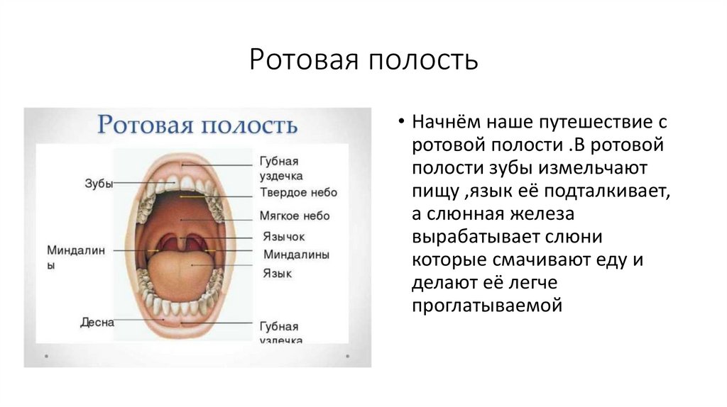 Ротовая полость