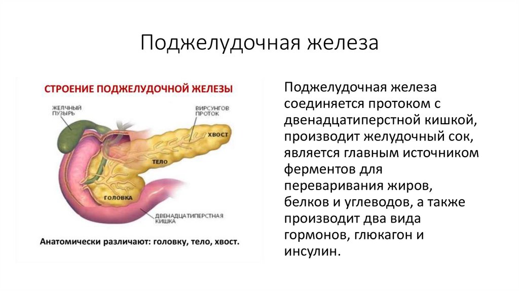 Поджелудочная железа