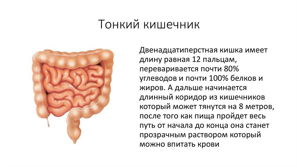 Тонкий кишечник