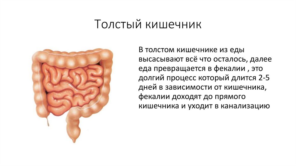 Толстый кишечник