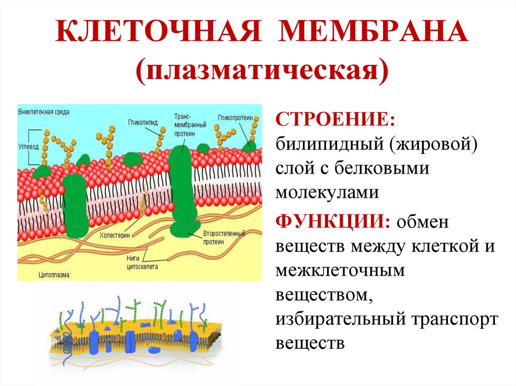 КЛЕТОЧНАЯ МЕМБРАНА (плазматическая)