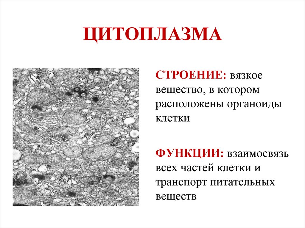 ЦИТОПЛАЗМА