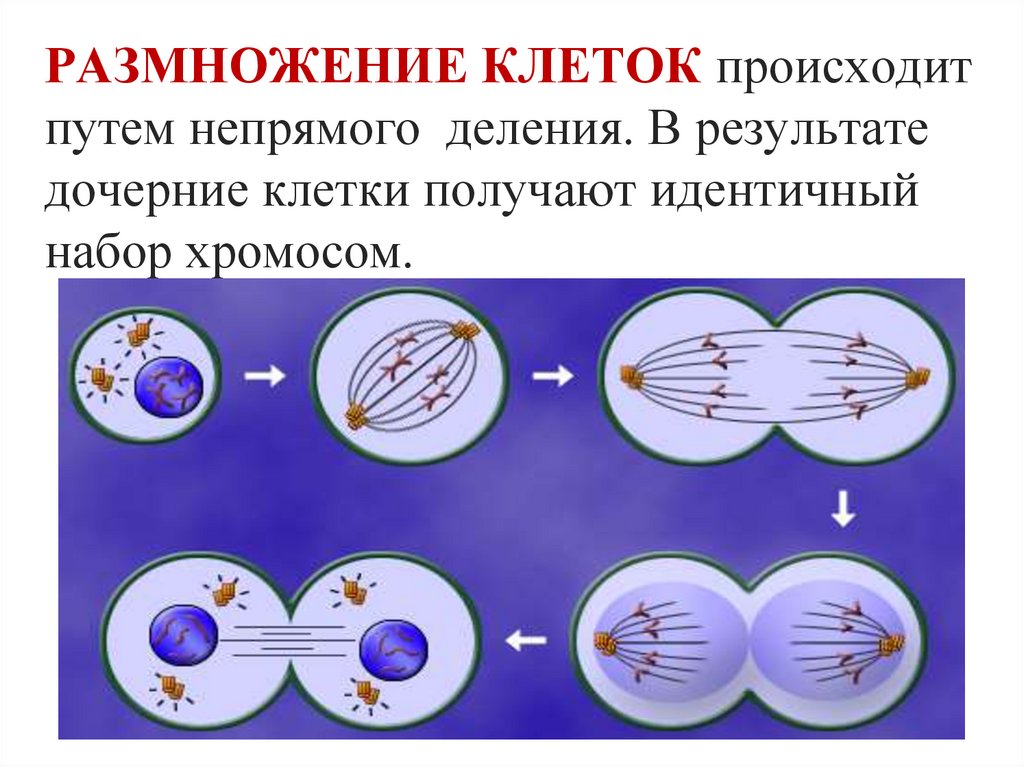 РАЗМНОЖЕНИЕ КЛЕТОК происходит путем непрямого деления. В результате дочерние клетки получают идентичный набор хромосом.