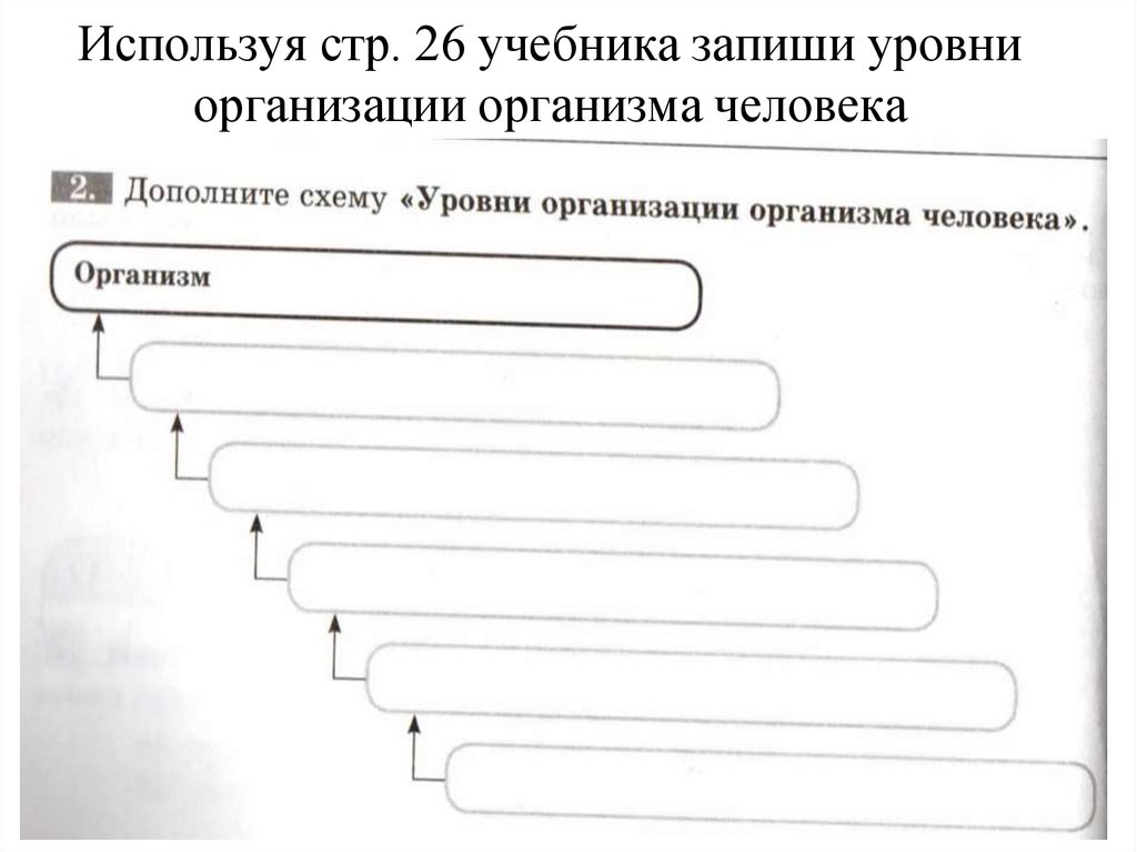 Используя стр. 26 учебника запиши уровни организации организма человека