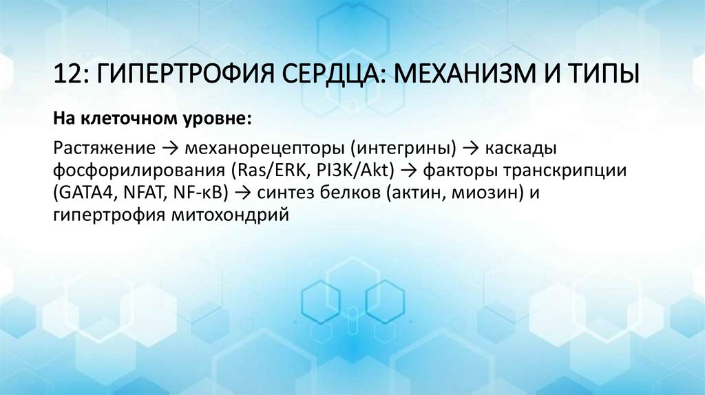 12: ГИПЕРТРОФИЯ СЕРДЦА: МЕХАНИЗМ И ТИПЫ