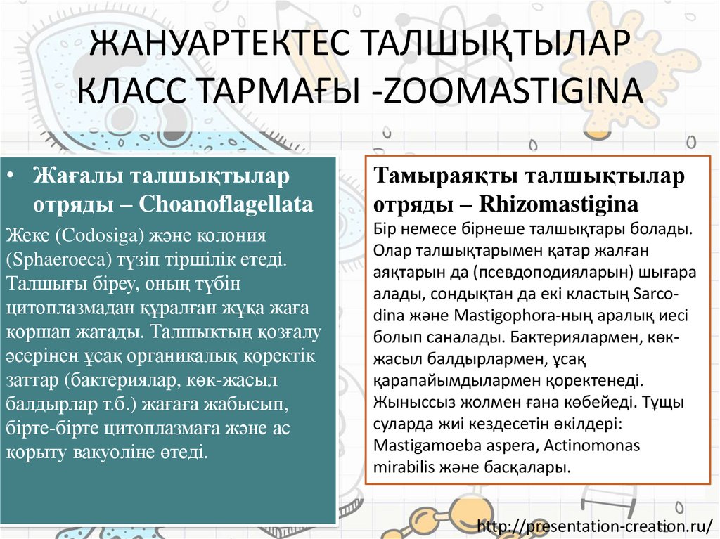 ЖАНУАРТЕКТЕС ТАЛШЫҚТЫЛАР КЛАСС ТАРМАҒЫ -ZOOMASTIGINA
