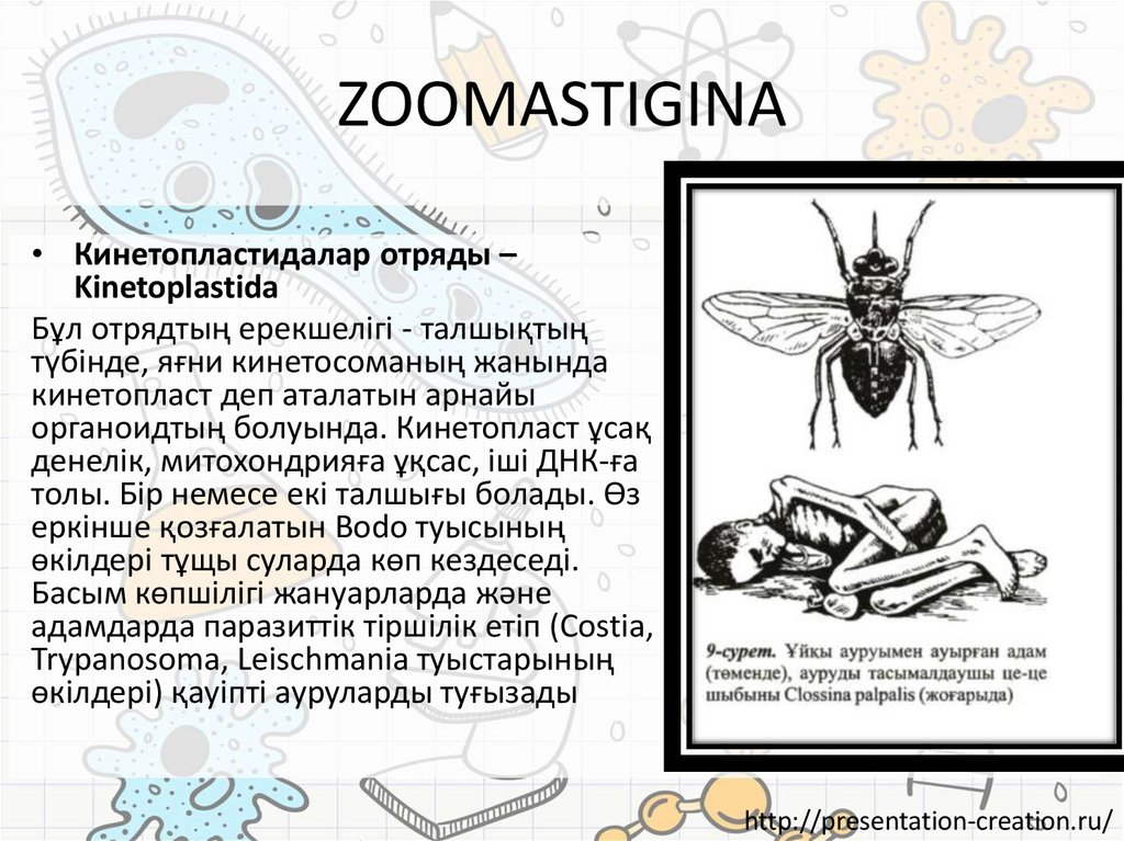 ZOOMASTIGINA