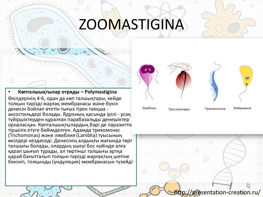 ZOOMASTIGINA