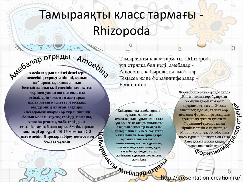 Тамыраяқты класс тармағы - Rhizopoda