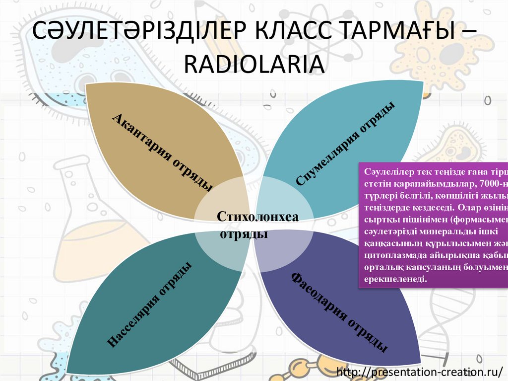 СӘУЛЕТӘРІЗДІЛЕР КЛАСС ТАРМАҒЫ – RADIOLARIA