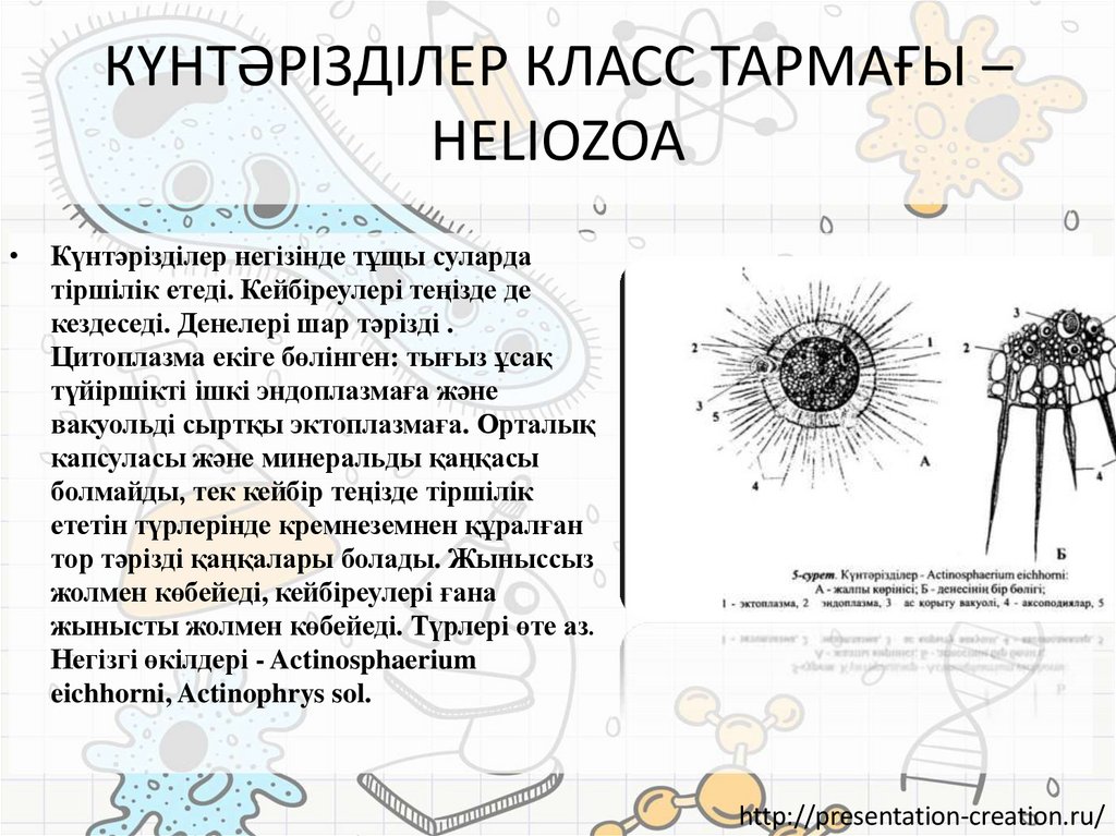 КҮНТӘРІЗДІЛЕР КЛАСС ТАРМАҒЫ – HELIOZOA