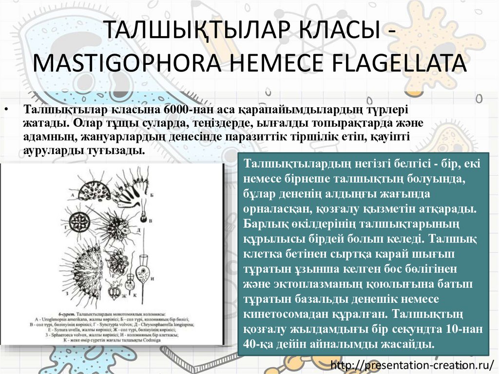 ТАЛШЫҚТЫЛАР КЛАСЫ - MASTIGOPHORA НЕМЕСЕ FLAGELLATA