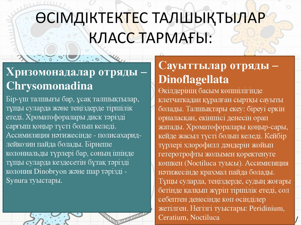 ӨСІМДІКТЕКТЕС ТАЛШЫҚТЫЛАР КЛАСС ТАРМАҒЫ: