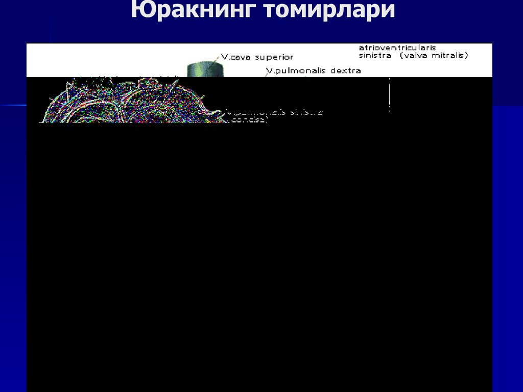 Юракнинг томирлари