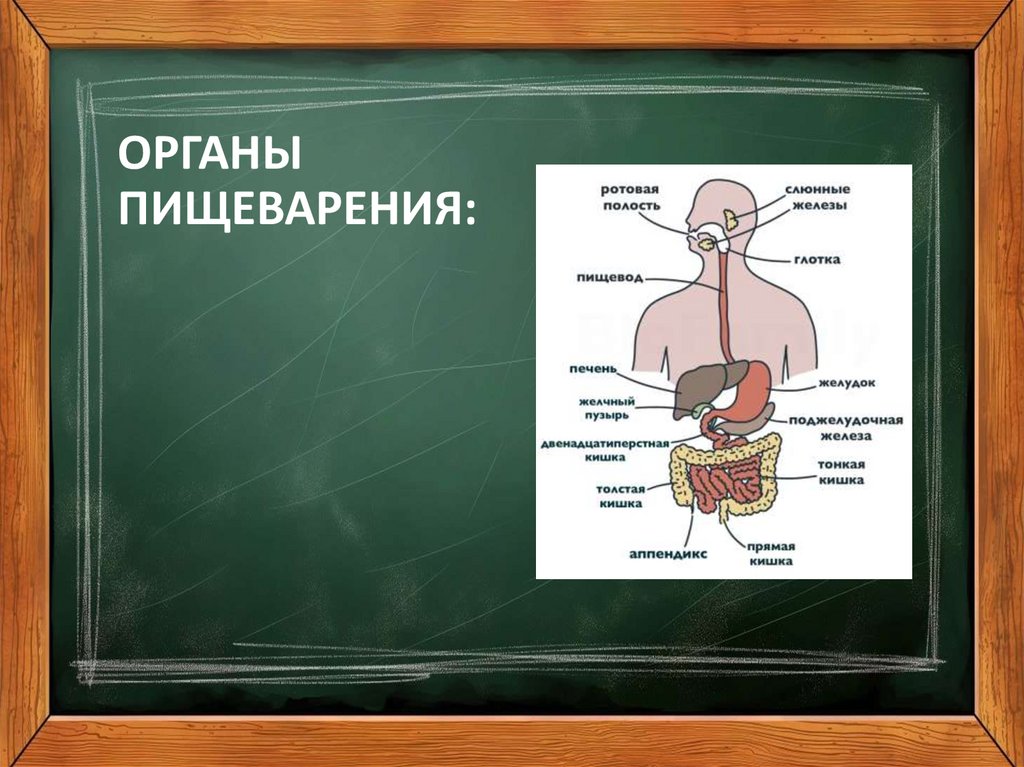 ОРГАНЫ ПИЩЕВАРЕНИЯ: