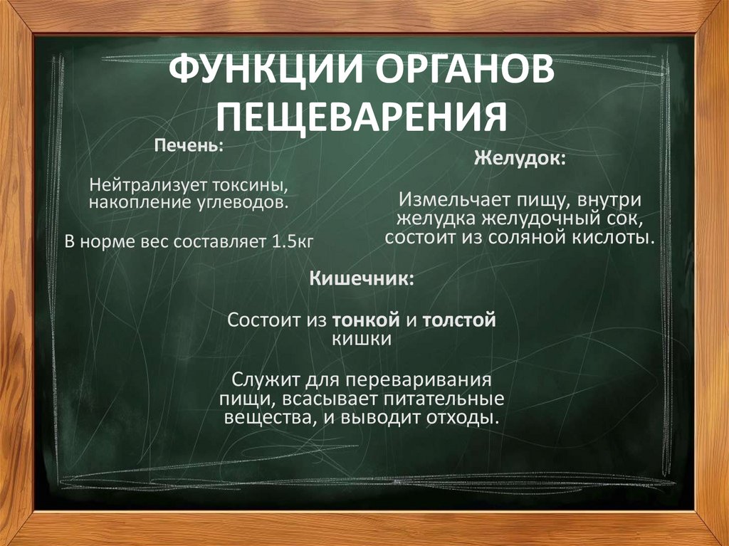 ФУНКЦИИ ОРГАНОВ ПЕЩЕВАРЕНИЯ