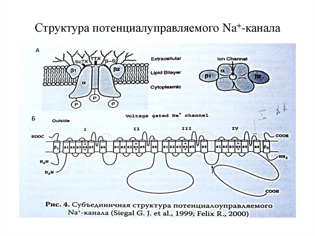 Структура потенциалуправляемого Na+-канала