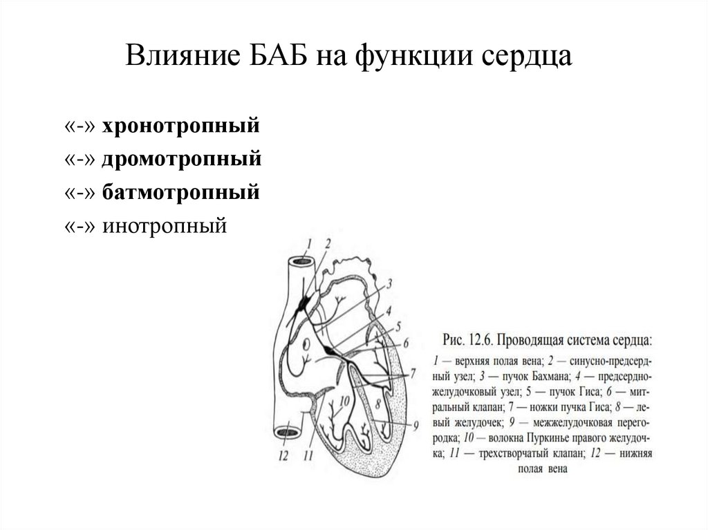 Влияние БАБ на функции сердца
