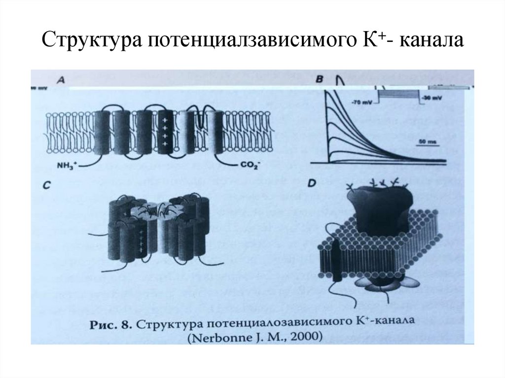 Структура потенциалзависимого К+- канала