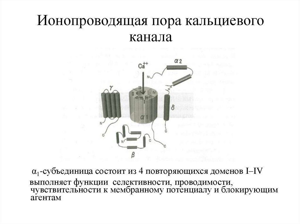 Ионопроводящая пора кальциевого канала