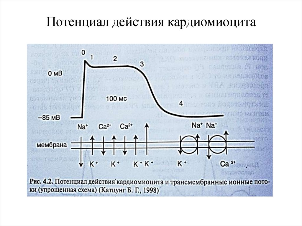 Потенциал действия кардиомиоцита