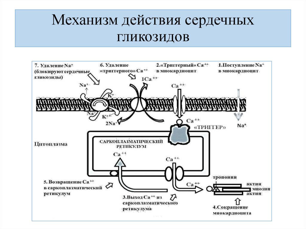 Механизм действия сердечных гликозидов