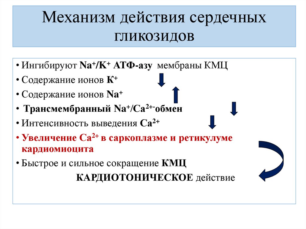 Механизм действия сердечных гликозидов