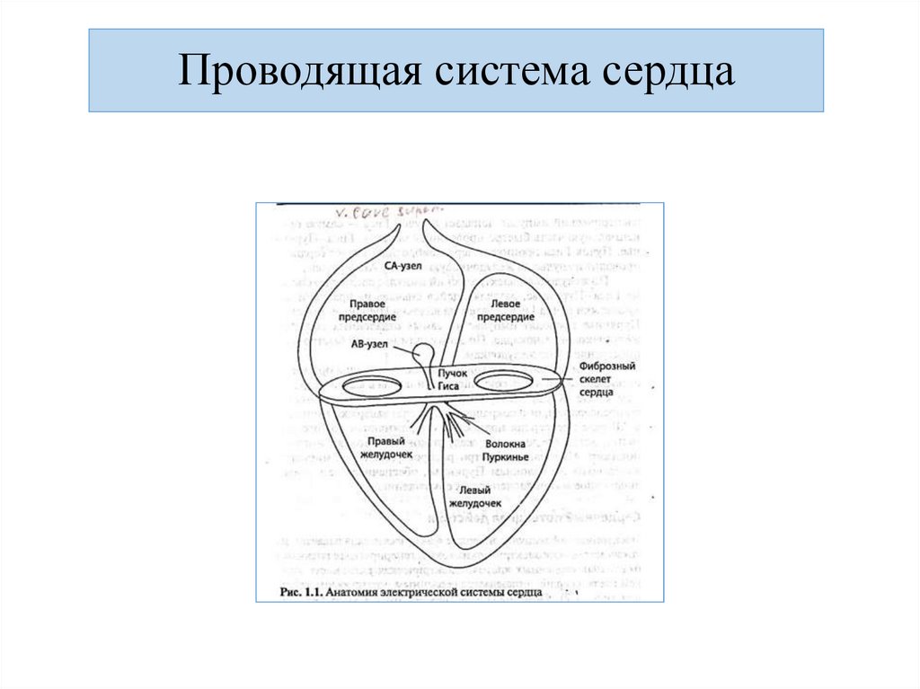 Проводящая система сердца