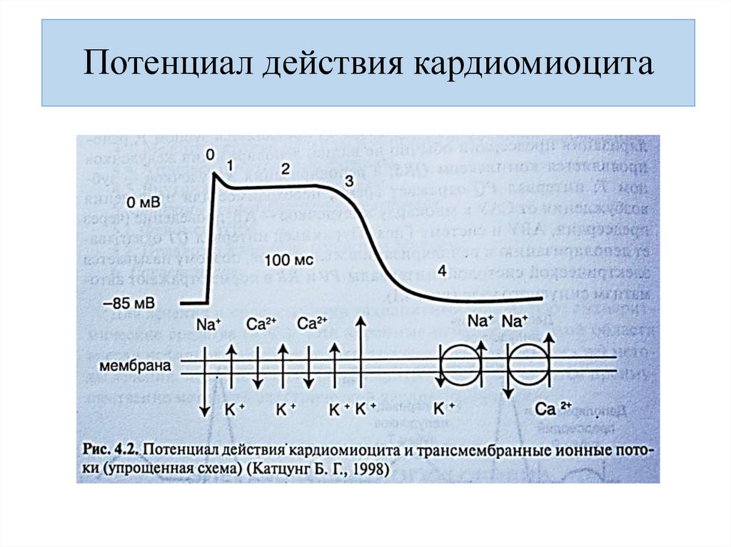Потенциал действия кардиомиоцита