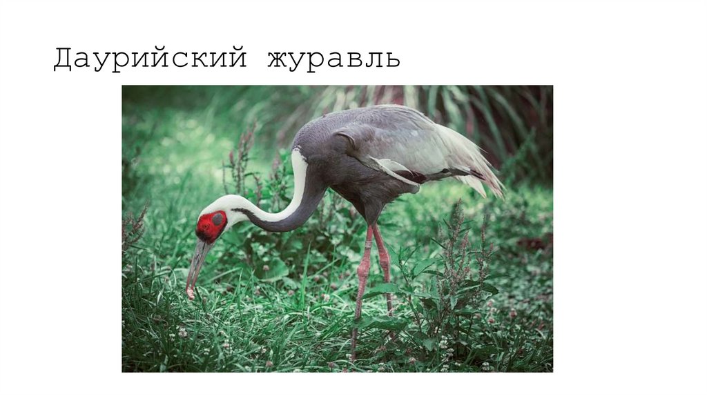 Даурийский журавль